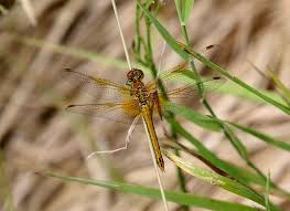 Attēlu rezultāti vaicājumam “Sympetrum flaveolum”