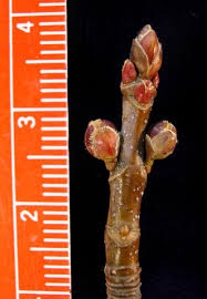 Attēlu rezultāti vaicājumam “Acer saccharinum bud”