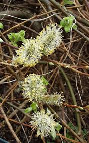 Attēlu rezultāti vaicājumam “Salix repens subsp. rosmarinifolia flower”
