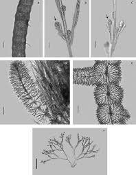 Attēlu rezultāti vaicājumam “Chaetophora pisiformis”