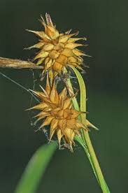 Attēlu rezultāti vaicājumam “Carex viridula flower”