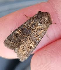 Attēlu rezultāti vaicājumam “Tholera cespitis”