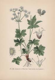 Attēlu rezultāti vaicājumam “Sanicula europaea”