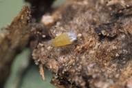 Attēlu rezultāti vaicājumam “Pemphigus borealis”