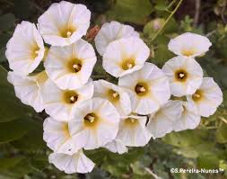 Attēlu rezultāti vaicājumam “Convolvulaceae”