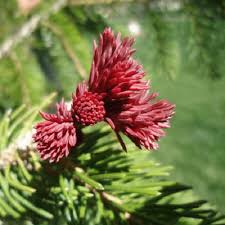 Attēlu rezultāti vaicājumam “Picea abies male flower”