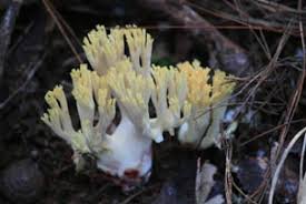 Attēlu rezultāti vaicājumam “Ramaria flava”