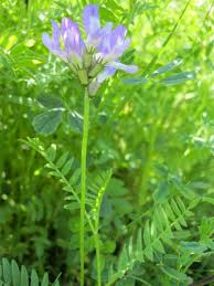 Attēlu rezultāti vaicājumam “Astragalus danicus leaf”