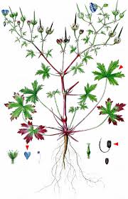 Attēlu rezultāti vaicājumam “Geranium bohemicum”