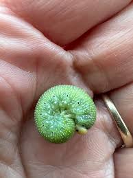 Attēlu rezultāti vaicājumam “Trichiosoma larva”