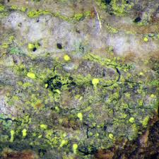 Attēlu rezultāti vaicājumam “Chaenotheca phaeocephala”