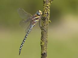 Attēlu rezultāti vaicājumam “Aeshna juncea male”