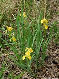 Attēlu rezultāti vaicājumam “Iris pseudacorus flower”