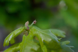 Attēlu rezultāti vaicājumam “Quercus robur female flower”