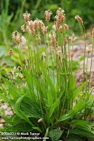 Attēlu rezultāti vaicājumam “Plantago lanceolata”