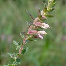 Attēlu rezultāti vaicājumam “Odontites vulgaris flower”