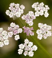 Attēlu rezultāti vaicājumam “Torilis japonica”