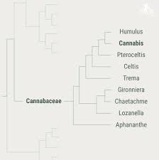Attēlu rezultāti vaicājumam “Cannabaceae”