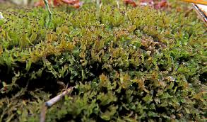 Attēlu rezultāti vaicājumam “Anastrophyllum hellerianum”