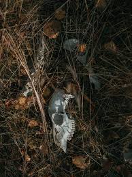 Attēlu rezultāti vaicājumam “Hepialus humuli male”