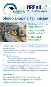 Image result for Teamsheep