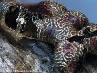 Attēlu rezultāti vaicājumam “Willkommlangea reticulata”