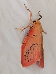 Attēlu rezultāti vaicājumam “Miltochrista miniata”