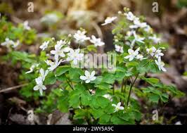 Attēlu rezultāti vaicājumam “Isopyrum thalictroides flower”