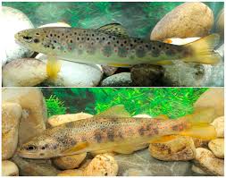 Image result for Salmo macrostigma