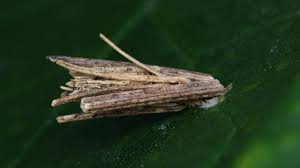 Attēlu rezultāti vaicājumam “Psychidae”