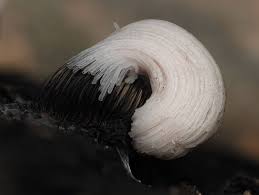 Attēlu rezultāti vaicājumam “Stemonaria irregularis spores”