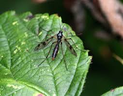Attēlu rezultāti vaicājumam “Ptychoptera sp.”