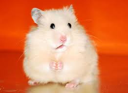 Image result for хомяк