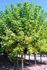 Attēlu rezultāti vaicājumam “Acer negundo”