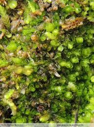 Attēlu rezultāti vaicājumam “Nardia geoscyphus”