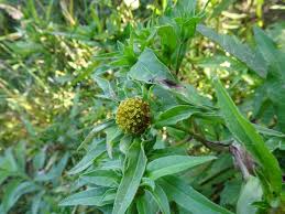 Attēlu rezultāti vaicājumam “Bidens tripartita leaf”
