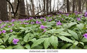 Attēlu rezultāti vaicājumam “Cardamine bulbifera flower”