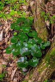 Attēlu rezultāti vaicājumam “Asarum europaeum leaf”