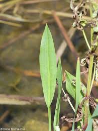 Attēlu rezultāti vaicājumam “Alisma lanceolatum leaf”