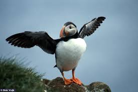 Image result for Fratercula arctica