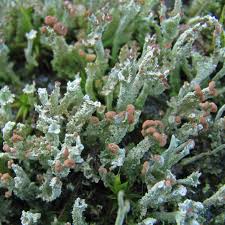 Attēlu rezultāti vaicājumam “Cladonia ramulosa”