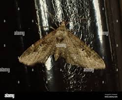 Attēlu rezultāti vaicājumam “Eupithecia pusillata”