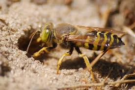 Attēlu rezultāti vaicājumam “Bembix rostrata”