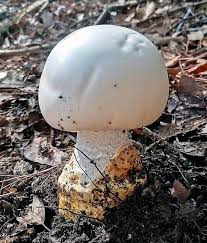 Attēlu rezultāti vaicājumam “Trichia contorta young”