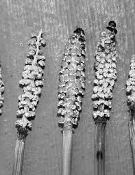 Attēlu rezultāti vaicājumam “Equisetum pratense”