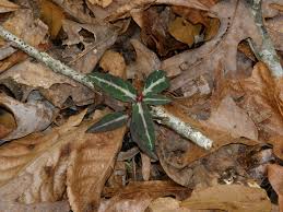 Attēlu rezultāti vaicājumam “Chimaphila umbellata leaf”