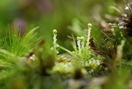 Attēlu rezultāti vaicājumam “Odontoschisma denudatum cells”