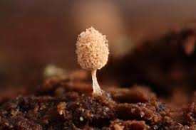 Attēlu rezultāti vaicājumam “Heterotrichia pomiformis (syn. Arcyria pomiformis) spores”