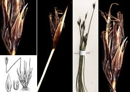 Attēlu rezultāti vaicājumam “Schoenus ferrugineus”