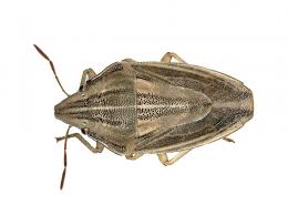 Attēlu rezultāti vaicājumam “Aelia acuminata”